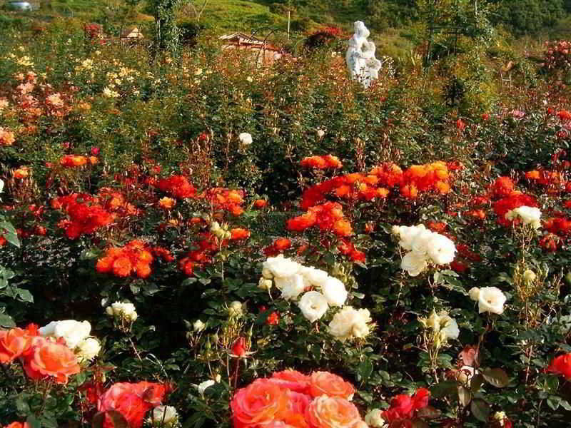 Pestana Quinta Do Arco Nature & Rose Garden Hotel Arco de São Jorge Εξωτερικό φωτογραφία